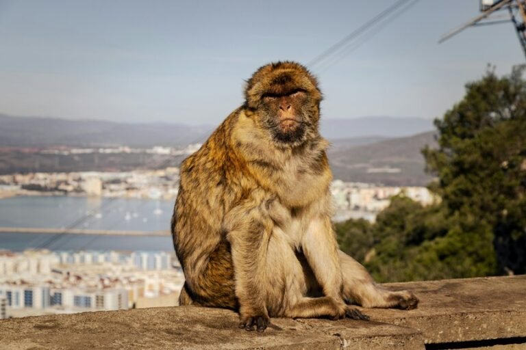 flashscore mobile livescores guide