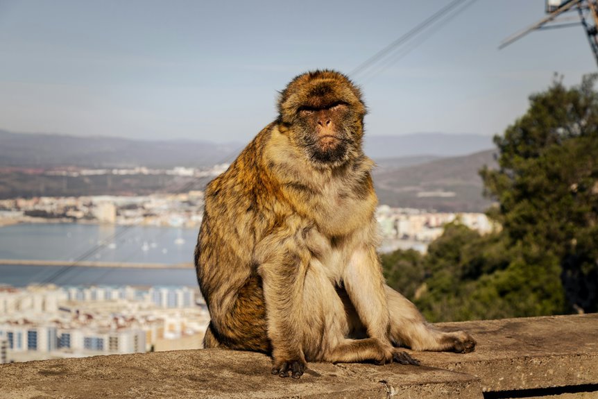 flashscore mobile livescores guide